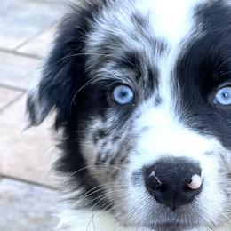 Boy 3 - Blue merle Australian Shepherd puppy in Perkasie, Pennsylvania from Kid’s Kingdom Australian Shepherds