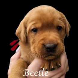 Beetle - Yellow male Labrador Retriever puppy in Sidney, Nebraska from Nebraska Strong Labradors