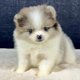 Black merle parti female - Blue merle female Pomeranian puppy in Antioch, California from Ray of Poms