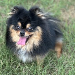 Rio Grande - Pomeranian