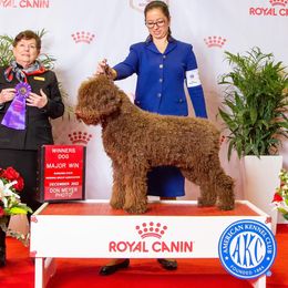 Benji - Spanish Water Dog