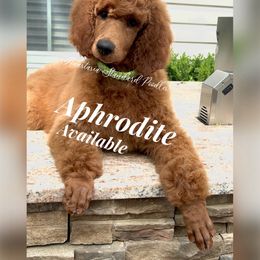 Aphrodite - Red  Poodle puppy in Oceanside, New York from Anastasia STANDARD Poodles three four seven seven five four two three four five