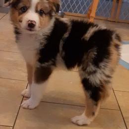 Aussiedoodle, Australian Shepherd, and Golden Retriever Puppies from Hope & Joy Acres