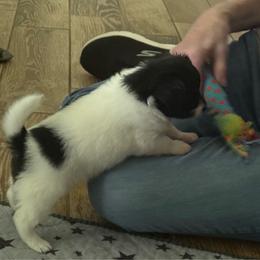 Male 2 - White black and tan male Papillon puppy in Benton, Arkansas from Mama's Pride Poms and Paps