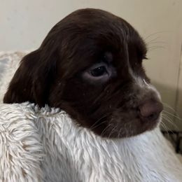 Kit Kat - Liver and white female English Springer Spaniel puppy in Coeur D'alene, Idaho from Springer Hollow