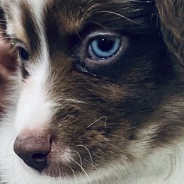 Rocket - Red merle Miniature Australian Shepherd puppy in City Island, New York from Tailormade Aussies
