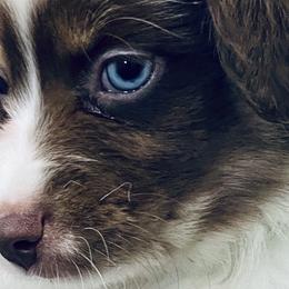 Rocket - Red merle Miniature Australian Shepherd puppy in City Island, New York from Tailormade Aussies