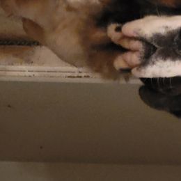 Saint Bernard Puppies from Dementhon Saint Bernards