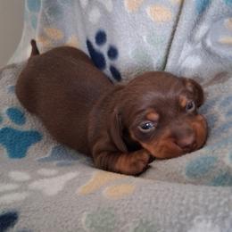 Boy 2 - Chocolate and tan male Dachshund puppy in Claremont, North Carolina from The Mini Farmhouse
