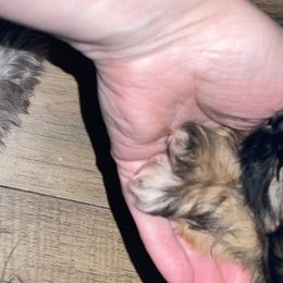 Shih Tzu Puppies from Grimmley Blue’s House of Shih Tzu