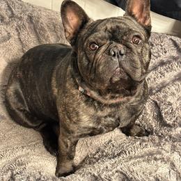 French Bulldog puppies from Elegancia Vintage Xoloitzcuintle