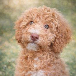 Lacey - Cream female Goldendoodle puppy in Marion County, Ohio from Hatten Homestead Kennels
