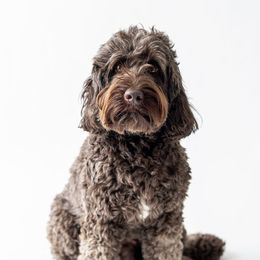 Maddie - Australian Labradoodle