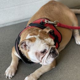 Bulldogs from Eugene's English Bulldogs
