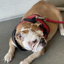 Bulldogs from Eugene's English Bulldogs