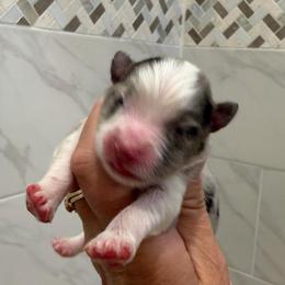 Faith - Blue merle female Miniature Australian Shepherd puppy in Taylor, Arizona from Holy Ghost Ranch, Inc