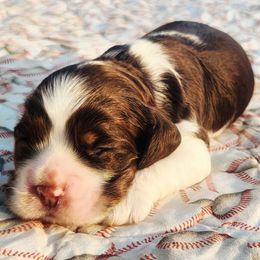 Green Boy - Brown white and tan male Cocker Spaniel puppy in Beggs, Oklahoma from Southern Country Cockers