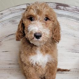 Goose (Yellow Collar) - Red  male Goldendoodle puppy in Scurry, Texas from 07 Seven Oaks Goldens and Doodles