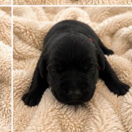 Autumn (Red Collar) - Black female Dilute Retriever puppy in Baldwin City, Kansas from Hedge Lane Labradors