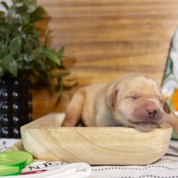 Pickles - Yellow female Labrador Retriever puppy in Green Lake, Wisconsin from Breezy Retrievers