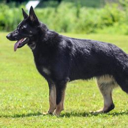 Quincy - German Shepherd