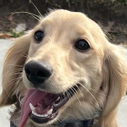 Augie - Dachshund