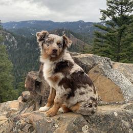 Kona - Australian Shepherd