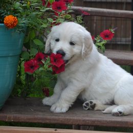 Golden Retriever Puppies from Starbrite Golden Retrievers