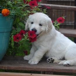 Golden Retriever Puppies from Starbrite Golden Retrievers
