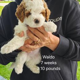 Grey collar Ira - Parti male Goldendoodle puppy in Fairmount, Indiana from Capens' Doodles,Poodles and Poo's