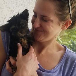 Yorkshire Terrier Puppies from Pampered Companions