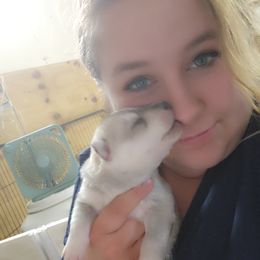 Siberian Husky Puppies from Spirit of the Moon Siberians