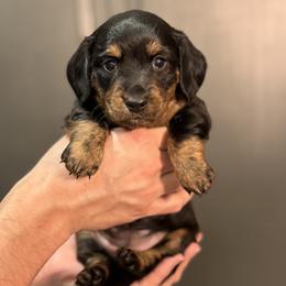 Cat Woman - Black and tan female Dachshund puppy in Bonney Lake, Washington from HP Dachs