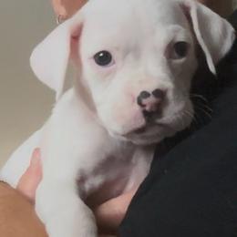 Girl 1 - yellow - White female Boxer puppy in Nashville, Tennessee from Best Friends over 20+ years experience