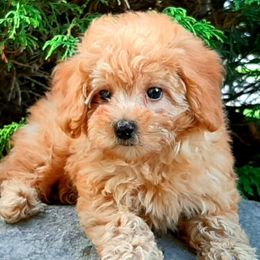 Goldendoodles and Poodles from Poodles Perfected