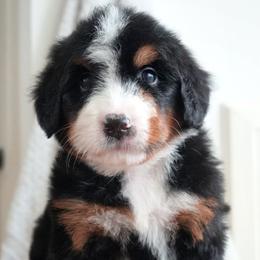 Marcine - Tri-color female Bernedoodle puppy in Folsom, Louisiana from DoodlesFarmCo