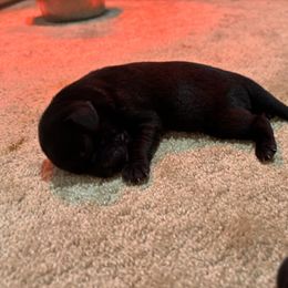 Boy 1 - Black male Labrador Retriever puppy in Mount Olive, Mississippi from 3 King Kennels