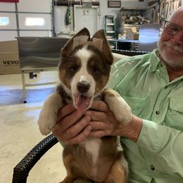 Border Collie Puppies from GTR K9 Border Collies