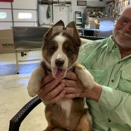 Border Collie Puppies from GTR K9 Border Collies