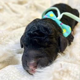 BENEDICT - Black male Goldendoodle puppy in Houston, Texas from Pia’s Doodle Poodle Wag
