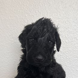 Schnoodle Puppies from Gooch Canines (Giant Schnoodles)