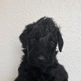 Schnoodle Puppies from Gooch Canines (Giant Schnoodles)