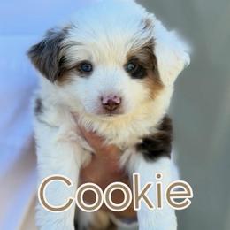 Cookie - Red merle female Miniature American Shepherd puppy in Riverton, Utah from Iron Spirit Homestead & Aussies