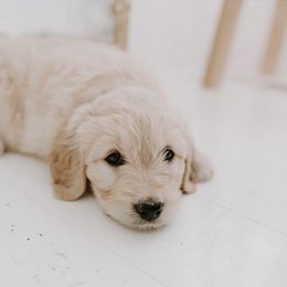 Goldendoodle Puppies from Peachy Sweet Goldendoodles