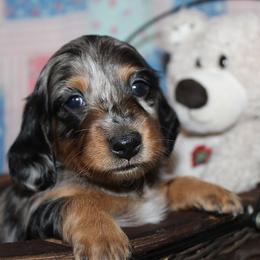 Girl 1 - Blue and tan female Dachshund puppy in Craig, Colorado from Rocky Mountain Shih Tzus and Dry Creek Miniature Dachshunds