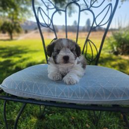 Tarly - Parti Miniature Schnauzer puppy in Mcarthur, California from Nebula Equine & Canine