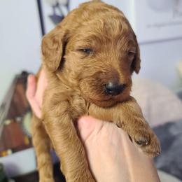 Orange Collar - Red  female Poodle puppy in Colorado Springs, Colorado from Silly's Standard Poodles