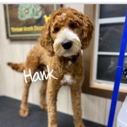 Hank - Goldendoodle