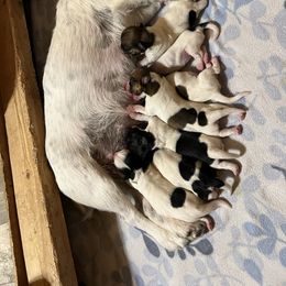 Girl 7 - White and black female Russell Terrier puppy in London, Kentucky from Norvell Kennels