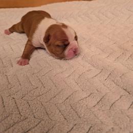 Girl  one - Red female Boston Terrier puppy in Walhalla, South Carolina from Dixies  southern  bostons